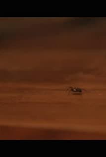 David The Spider