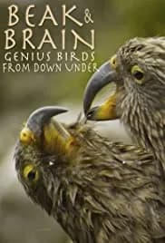 Beak & Brain - Genius Birds from Down Under 2013