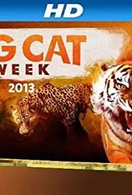 Big Cat Games 2015