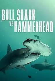 Bull Shark vs Hammerhead 2023
