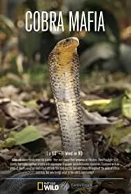 Cobra Mafia 2015