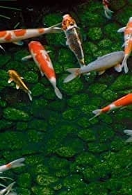 Dream Window: Reflections on the Japanese Garden 2010