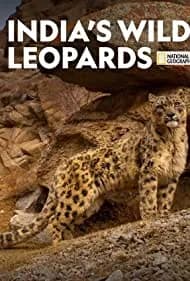 India's Wild Leopards 2020