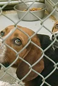 One Nation Under Dog 2012