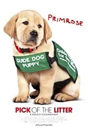 Pick of the Litter 2018