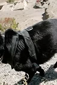 SEAL Dog 2015