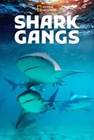 Shark Gangs 2021