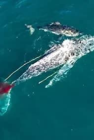 Shark vs. Whale 2020
