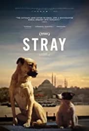 Stray 2020