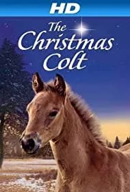 The Christmas Colt 2013