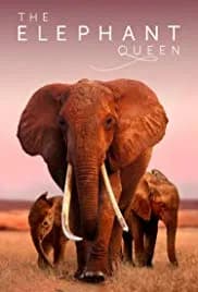 The Elephant Queen 2019