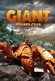 The Giant Robber Crab 2019