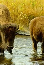 The Last Buffalo 2017