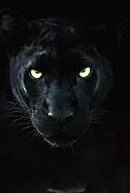 The Real Black Panther 2020