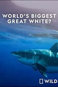 World's Biggest Great White Shark 2019