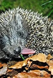 Year of the Hedgehog 2009