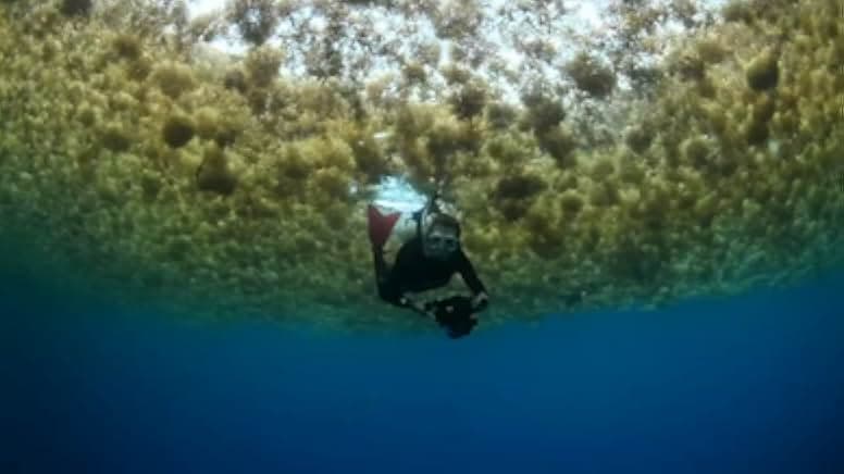 Sea of Hope: America's Underwater Treasures 2017