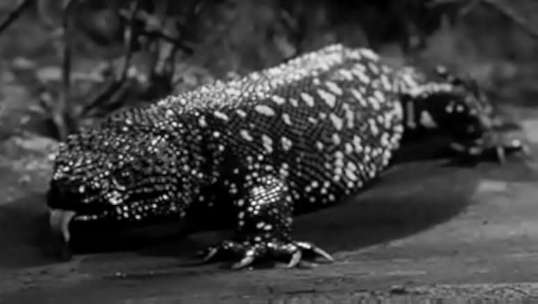 The Giant Gila Monster 1959