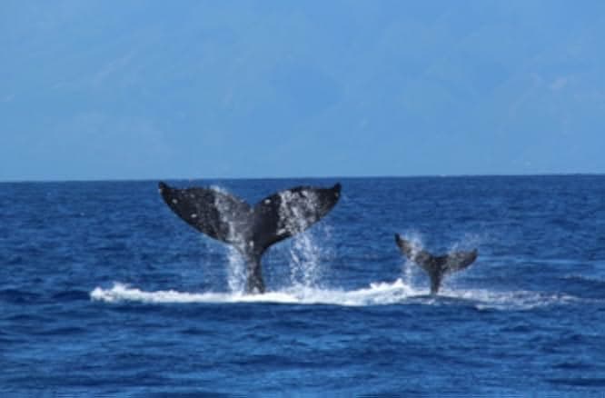 Humpback Whales 2015