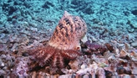 Deep Sea 2006
