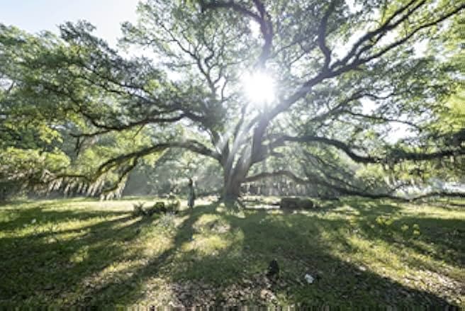 Where the Crawdads Sing 2022