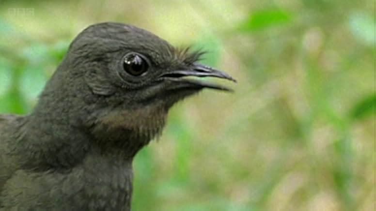 Attenborough's Wonder of Song 2022