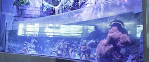 Aquarium of the Dead 2021