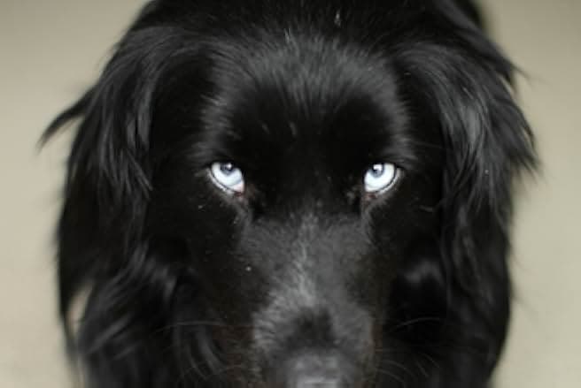 The Biggest Little Farm 2018