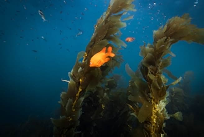 The Map to Paradise 2019