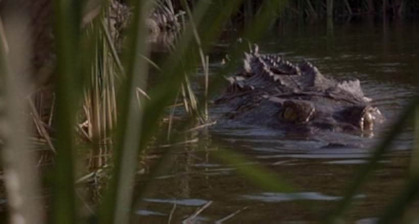 Crocodile 2000