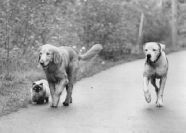 Homeward Bound II: Lost in San Francisco 1996