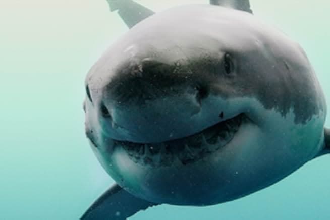 The Reef: Stalked 2022