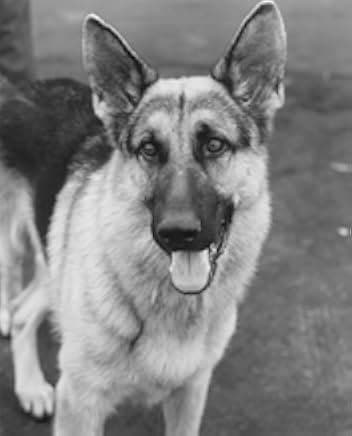 K-9 1989