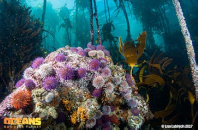 Oceans: Our Blue Planet 2012