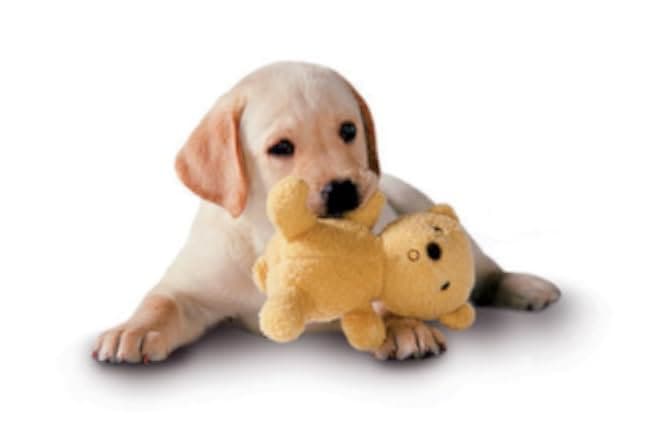 Quill: The Life of a Guide Dog 2004