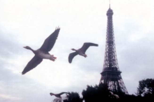 Winged Migration 2001