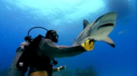Sharkwater 2006