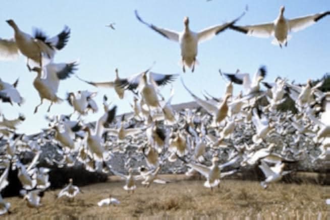 Winged Migration 2001