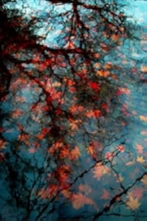 Red Trees 2017