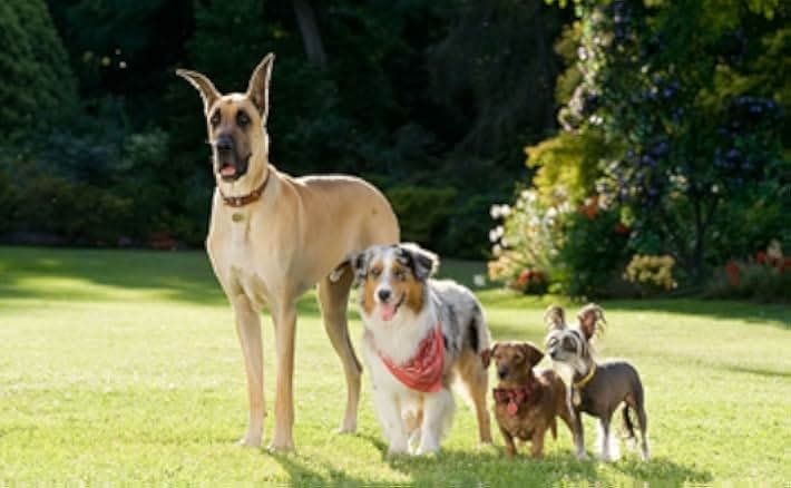Marmaduke 2010