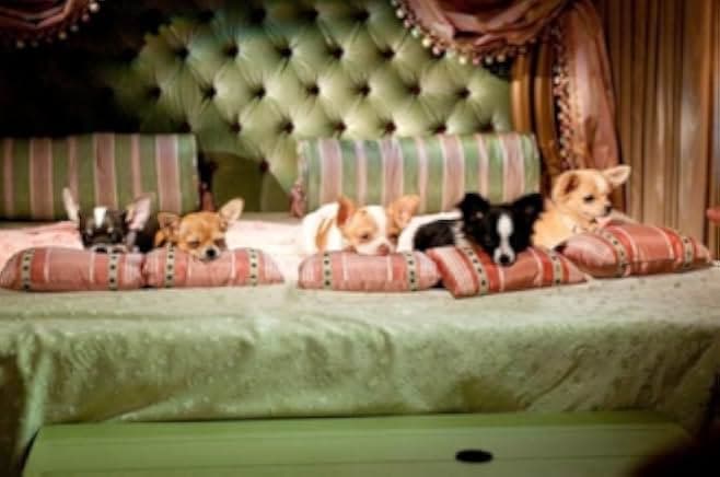 Beverly Hills Chihuahua 2 2011