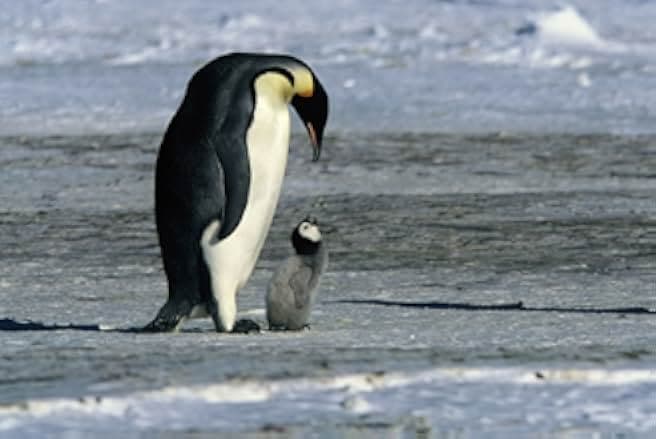 March of the Penguins 2005