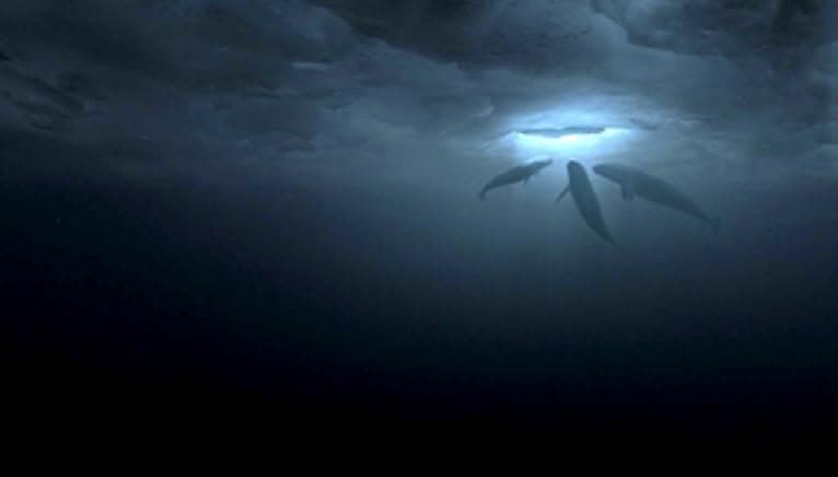 Big Miracle 2012