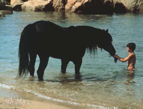 The Black Stallion 1979