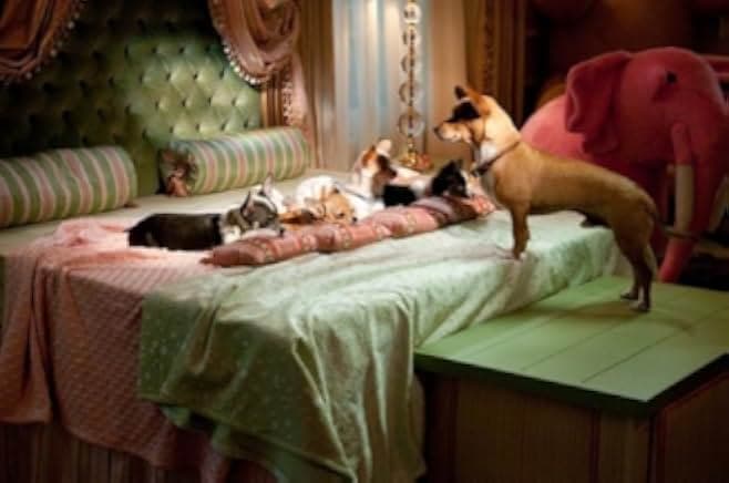 Beverly Hills Chihuahua 2 2011