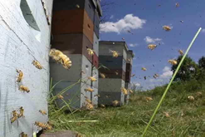Vanishing of the Bees 2009