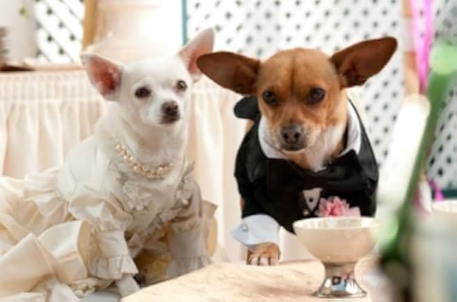 Beverly Hills Chihuahua 2 2011