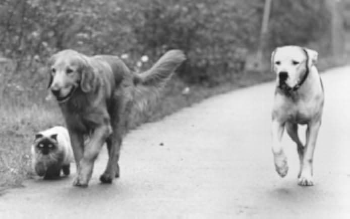 Homeward Bound II: Lost in San Francisco 1996