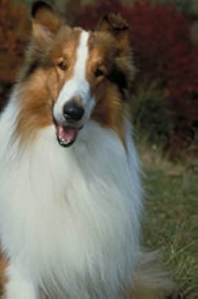 Lassie 1994
