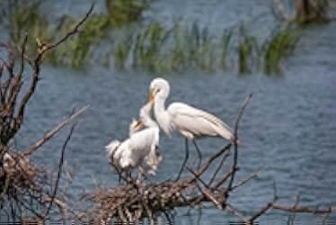 Deep in the Heart: A Texas Wildlife Story 2022